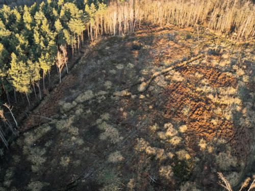 Bürgerbusch Rodungsfläche 2