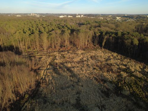 Bürgerbusch Rodungsfläche 9