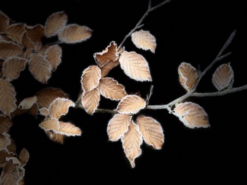 Buchenblätter