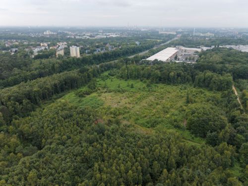 Bürgerbusch Rodungsfläche 1