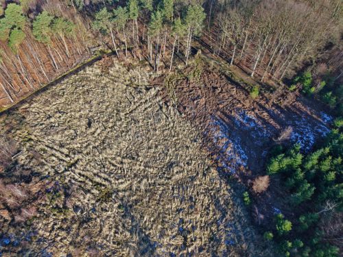 Bürgerbusch Rodungsfläche 6